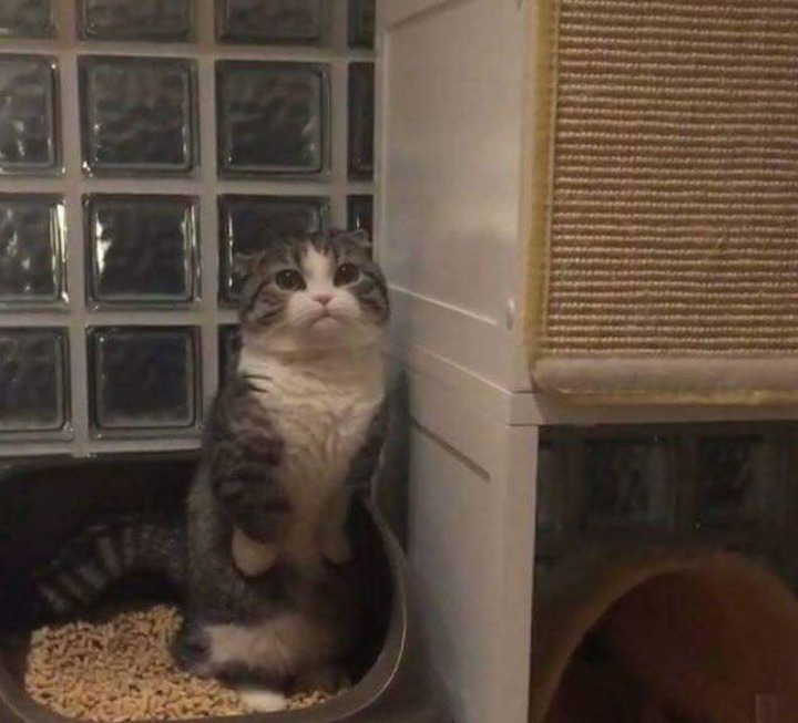 변비 걸려서 서서 응가하는 고양이.jpg | 인스티즈