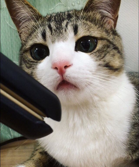 이름이 참새(すずめ)라는 사랑스런 고양이 | 인스티즈