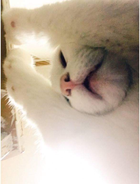 인간 따위가 이해할수없는 고양이 세계.jpg | 인스티즈