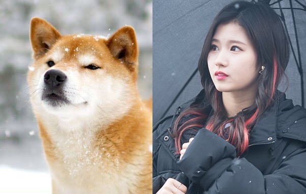 댕댕이닮은 사나 모음 | 인스티즈