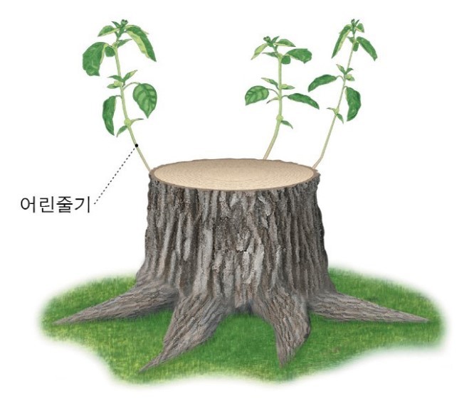 그루터기 이미지