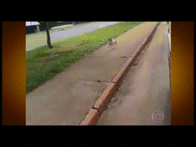 주인 따라가는 개 | 인스티즈