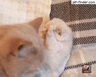 자고 있는데 술드시고 들어오신 아버지.gif | 인스티즈