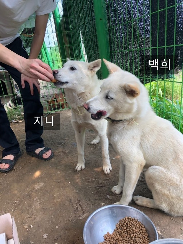 사설 유기견 보호소에 철거 명령이 떨어졌습니다ㅠㅠ관심부탁드려요!! (입양홍보) | 인스티즈