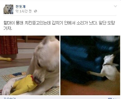 진돗개 페이스북 | 인스티즈