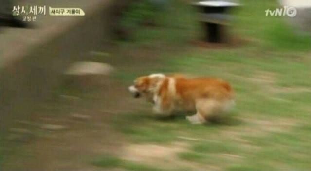 집에서 반려견이 안보일때 찾는법 | 인스티즈