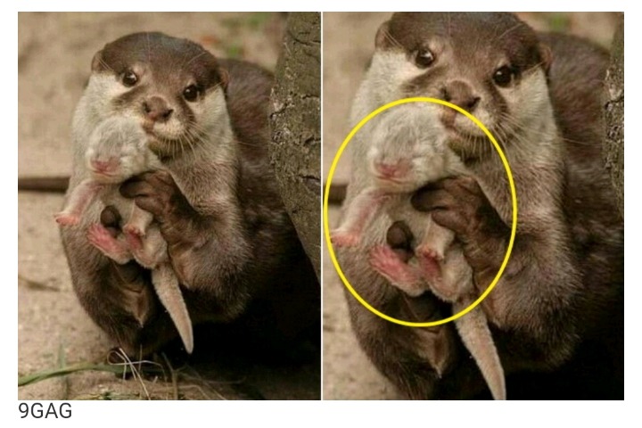 "제가 낳았어요"•••갓 낳은 새끼 수달 자랑하는 엄마 수달 | 인스티즈