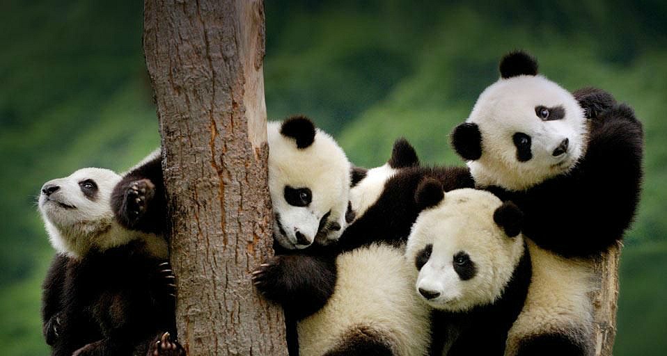 판다곰 이미지