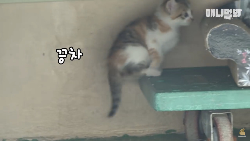 아기 고양이를 능숙하게 키우는 강아지의 사연은? | 인스티즈