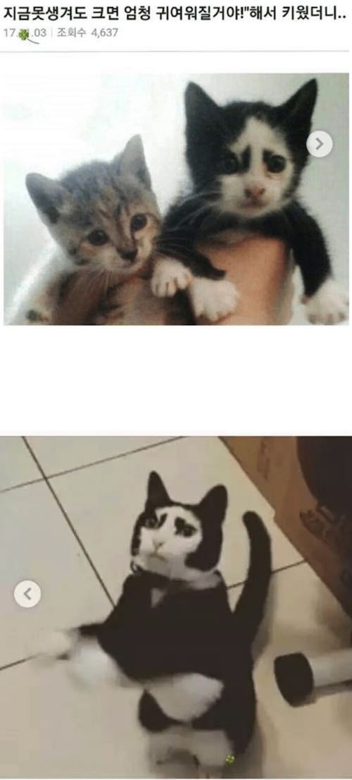 고양이의 성장.jpg | 인스티즈