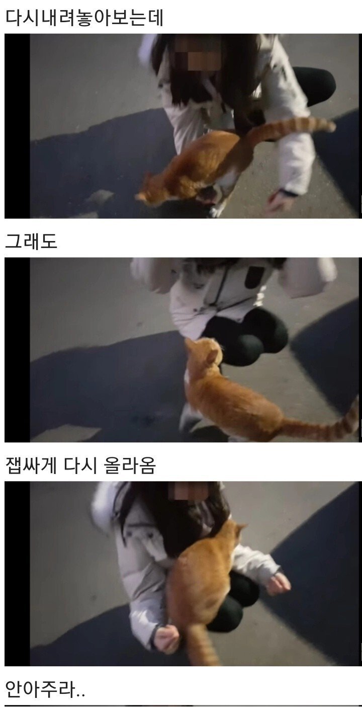 영하 10도의 바깥이 너무 추웠던 냥이 | 인스티즈