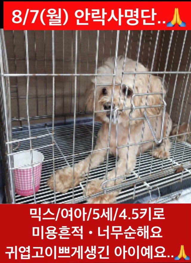 안락사명단 19마리 강아지 고양이 보고가줘..ㅠㅠ | 인스티즈