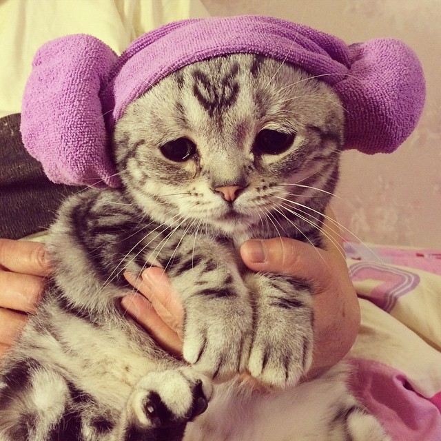 세상에서 가장 슬픈 고양이.jpg | 인스티즈