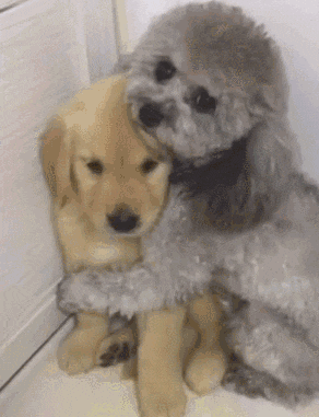 꽉 껴안은 댕댕이.gif | 인스티즈