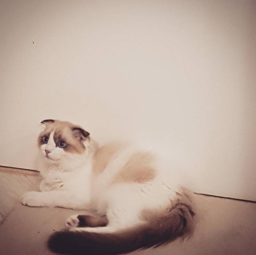 걸스데이 소진이 기르는 고양이 룽지(+밥이) | 인스티즈