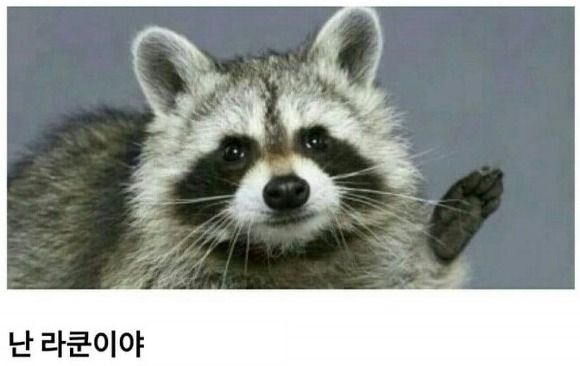 새끼에게 나무타는 법을 가르치는 라쿤.gif | 인스티즈