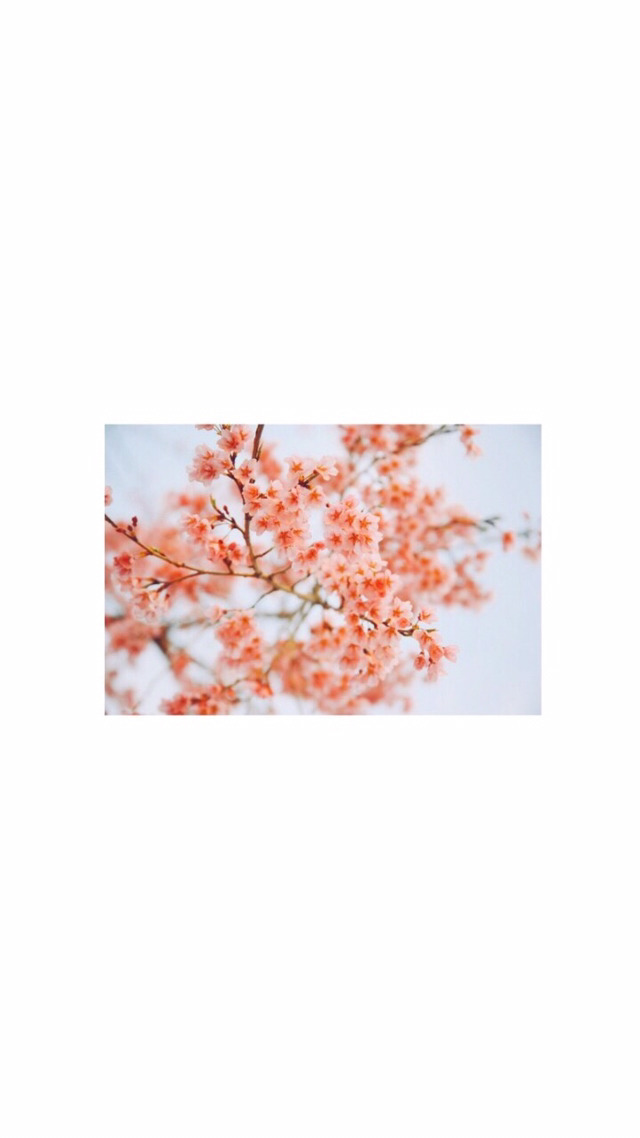 꽃 배경화면 | 인스티즈