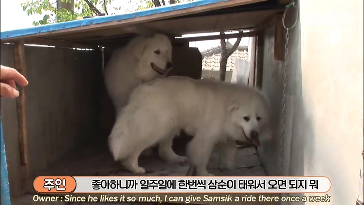 모른척 지나가면 짖는 삼식이.jpg | 인스티즈